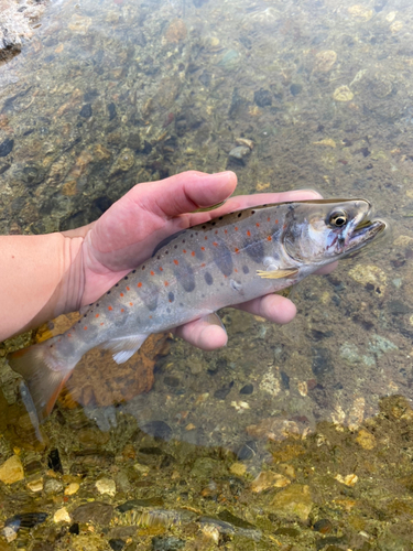 アマゴの釣果