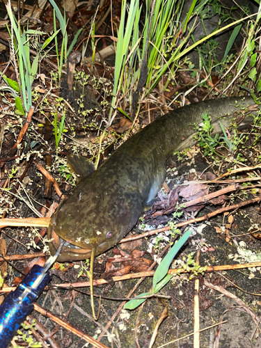 ナマズの釣果