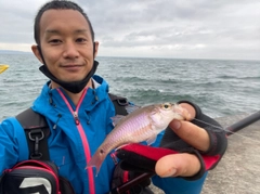 ネンブツダイの釣果