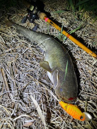 ナマズの釣果