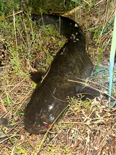 ナマズの釣果