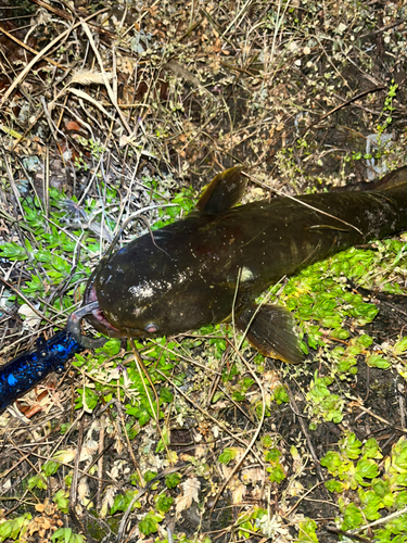 ナマズの釣果