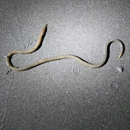 ダイナンウミヘビ