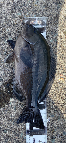 クチブトグレの釣果