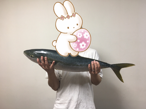 ブリの釣果