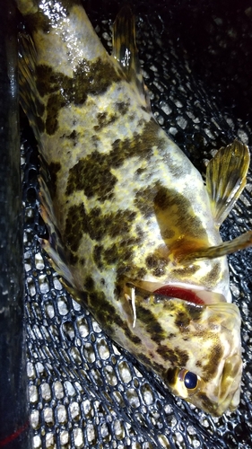 タケノコメバルの釣果