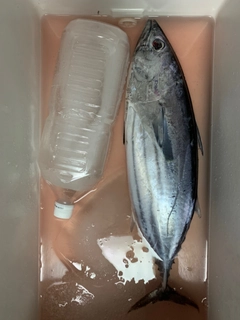 カツオの釣果