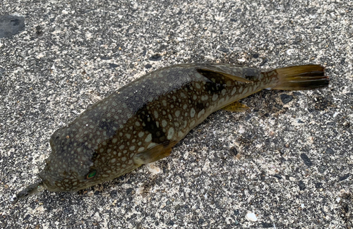 ショウサイフグの釣果