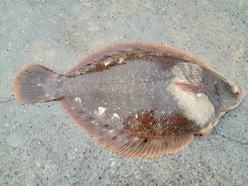 マツカワの釣果