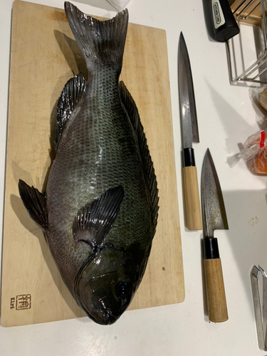 メジナの釣果