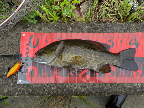 スモールマウスバスの釣果