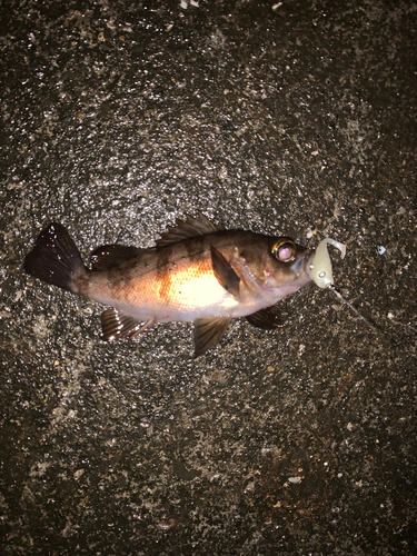 メバルの釣果