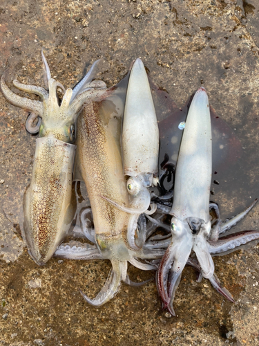 マメイカの釣果