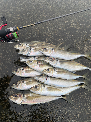 アジの釣果