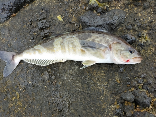 ホッケの釣果