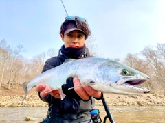 サクラマスの釣果