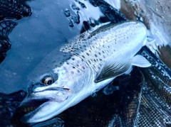 ブラウントラウトの釣果