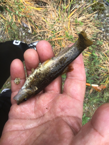 アブラハヤの釣果