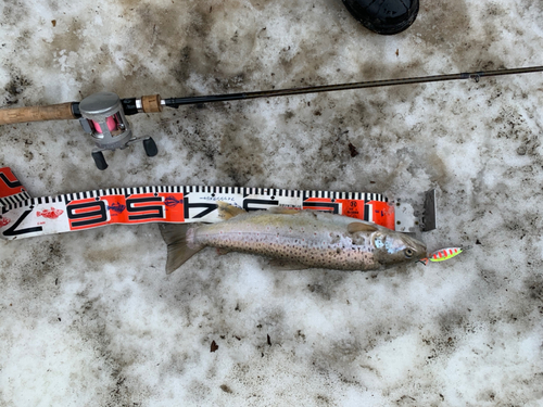 ブラウントラウトの釣果