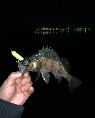 シロメバルの釣果