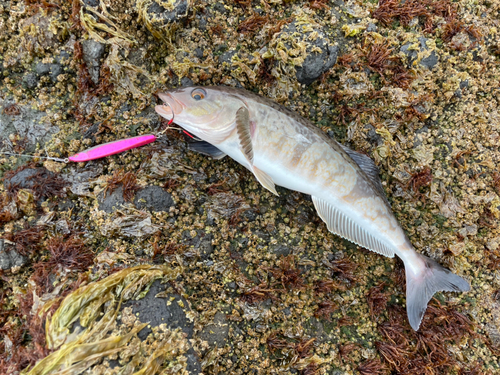 ホッケの釣果