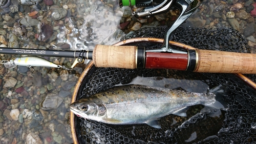 アマゴの釣果