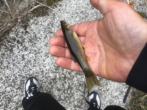 アブラハヤの釣果