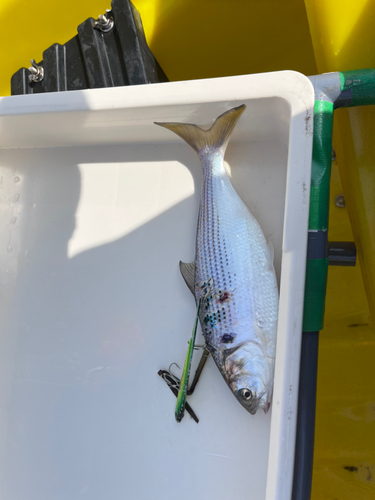 コノシロの釣果