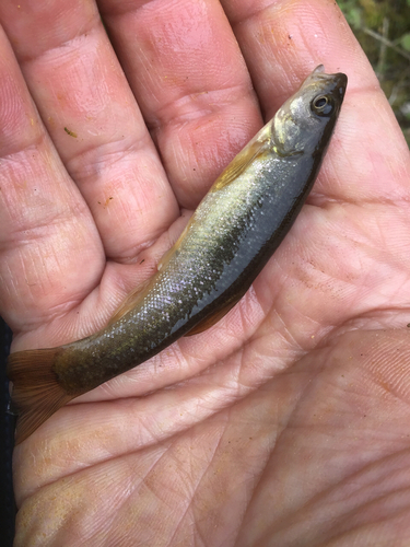 アブラハヤの釣果