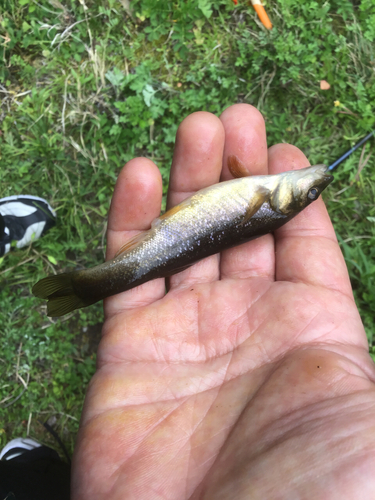 アブラハヤの釣果