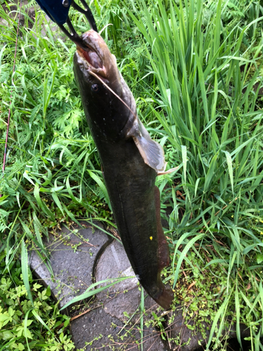 ニホンナマズの釣果