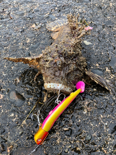 オニオコゼの釣果