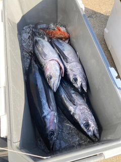 ビンチョウマグロの釣果