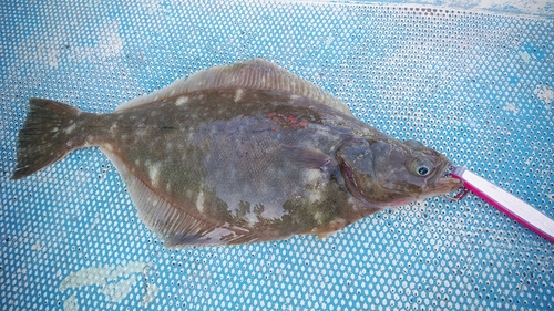 ソウハチの釣果