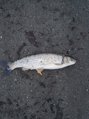 ウグイの釣果