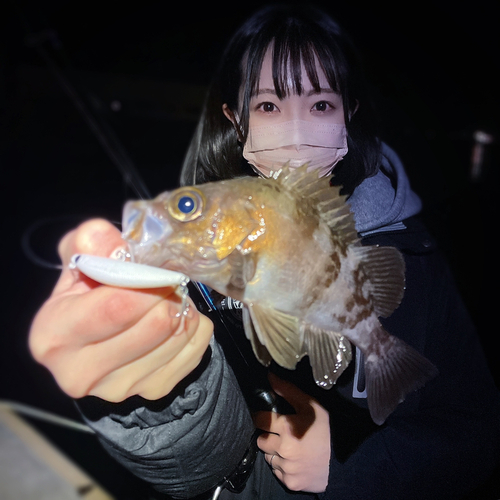 メバルの釣果