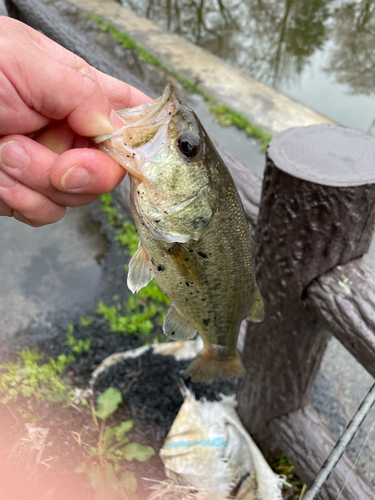 ラージマウスバスの釣果