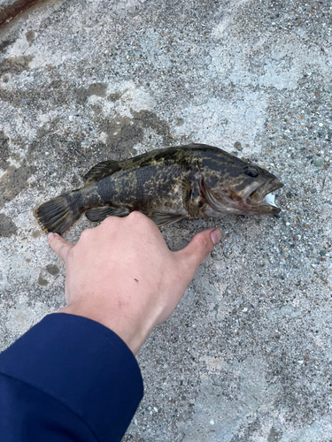 タケノコメバルの釣果