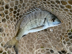 ミナミクロダイの釣果