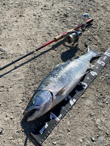 サクラマスの釣果