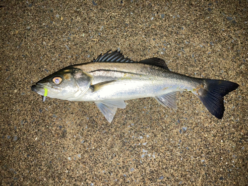 セイゴ（マルスズキ）の釣果