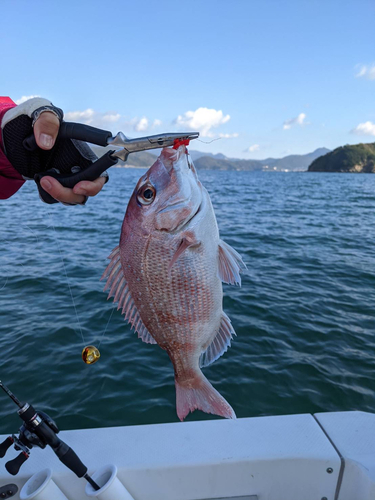 マダイの釣果