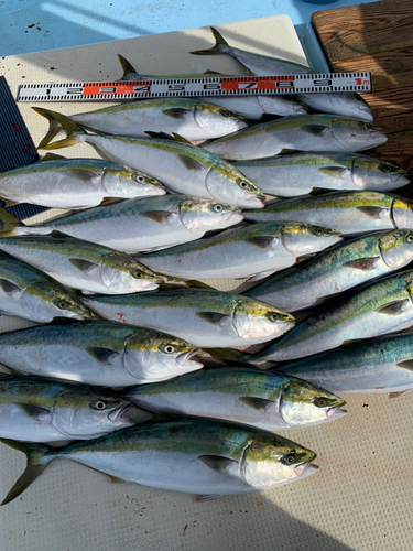 ハマチの釣果