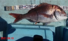 マダイの釣果