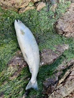 サクラマスの釣果