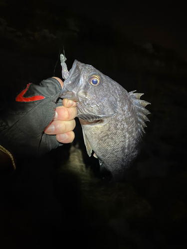 クロソイの釣果