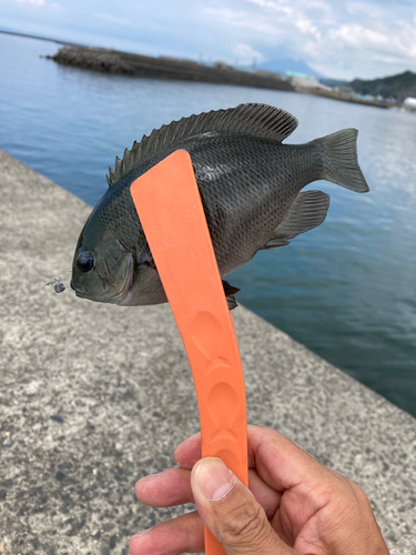 メジナの釣果