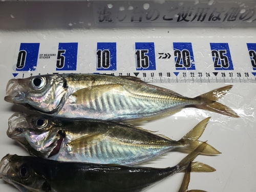 アジの釣果