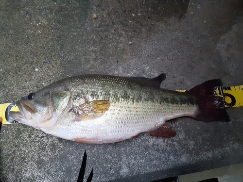 ブラックバスの釣果