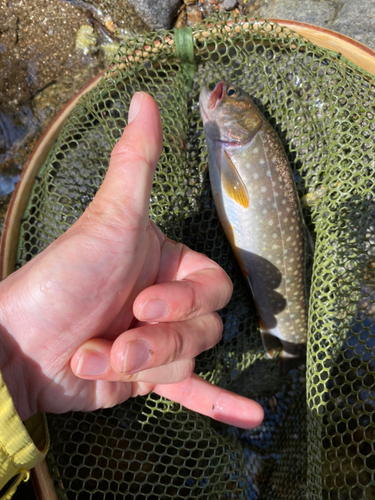 イワナの釣果